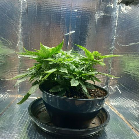 Branquinho 47 growlog timeline photo