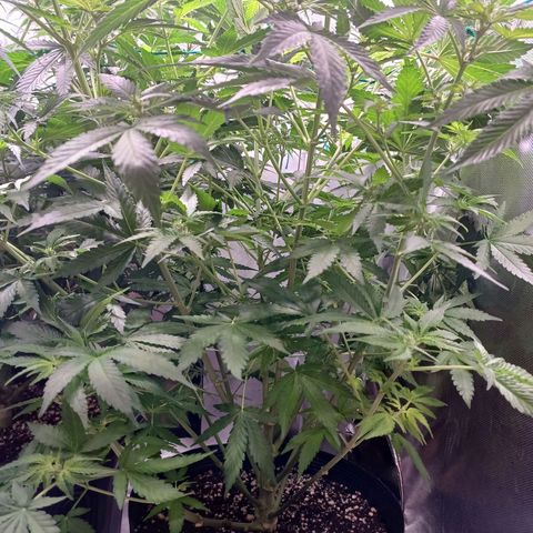 Super Lemon Pan growlog timeline photo