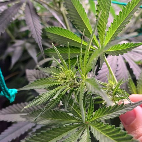 Super Lemon Pan growlog timeline photo