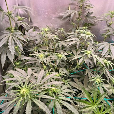 Mazine lemon haze growlog timeline photo