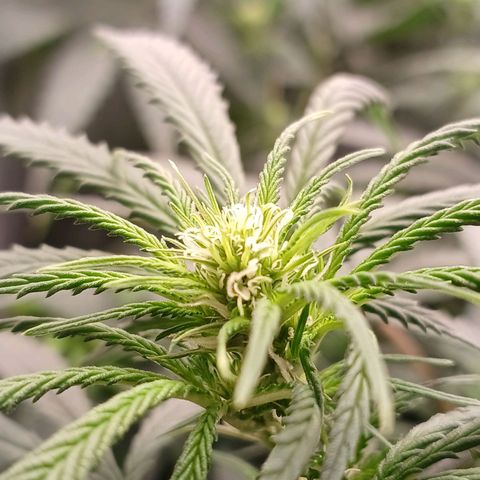 Mazine lemon haze growlog timeline photo