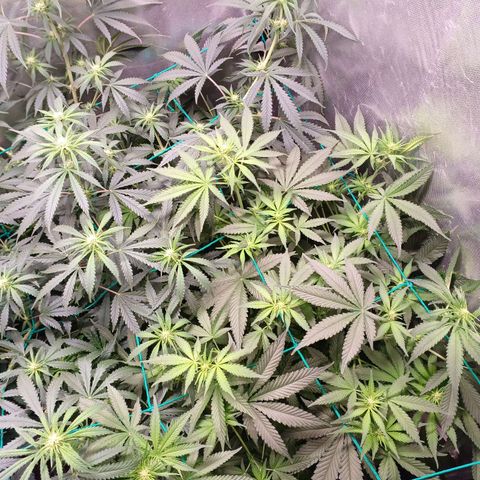 Super Lemon Pan growlog timeline photo