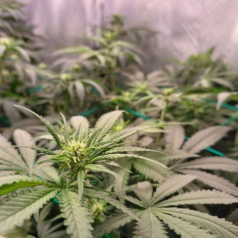 Super Lemon Pan growlog timeline photo