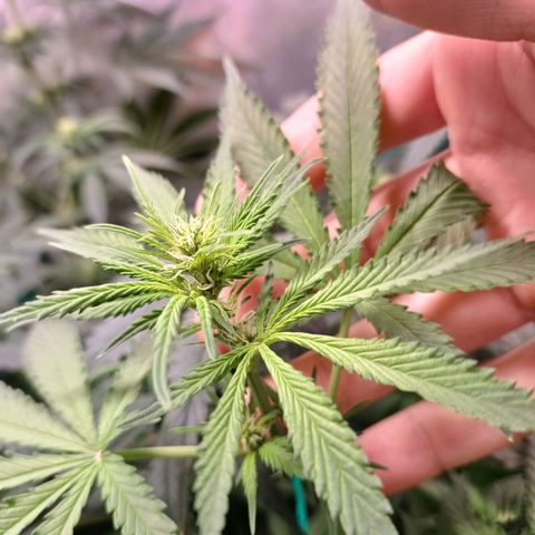 Super Lemon Pan growlog timeline photo