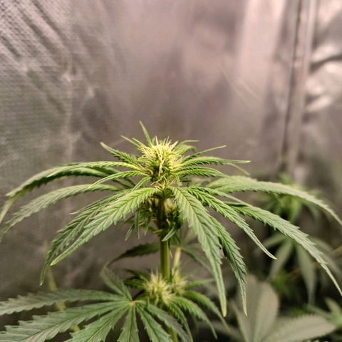 Mazine lemon haze growlog timeline photo