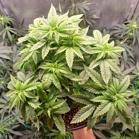 Branquinho 47 growlog timeline photo
