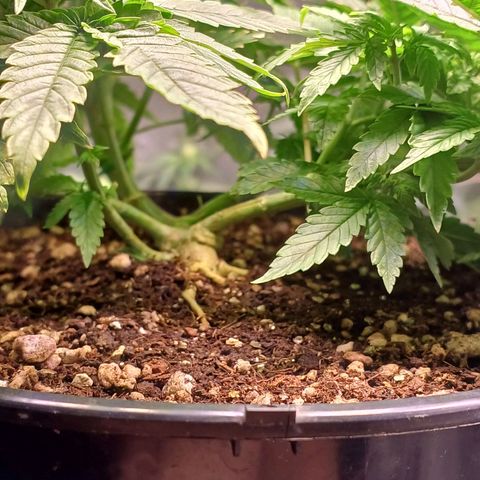 Branquinho 47 growlog timeline photo
