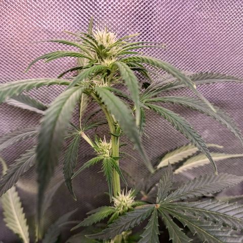 Mazine lemon haze growlog timeline photo