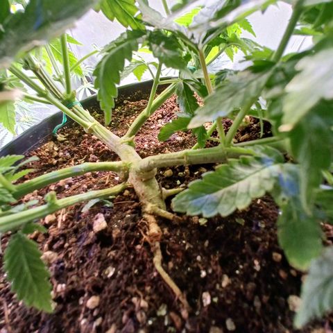 Branquinho 47 growlog timeline photo