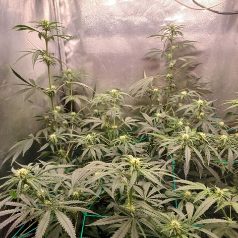 Mazine lemon haze growlog timeline photo