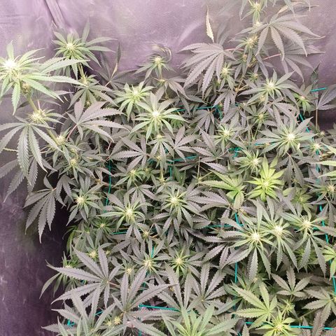 Mazine lemon haze growlog timeline photo