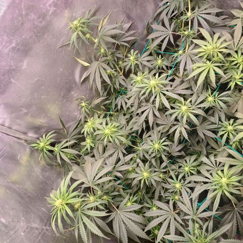 Mazine lemon haze growlog timeline photo
