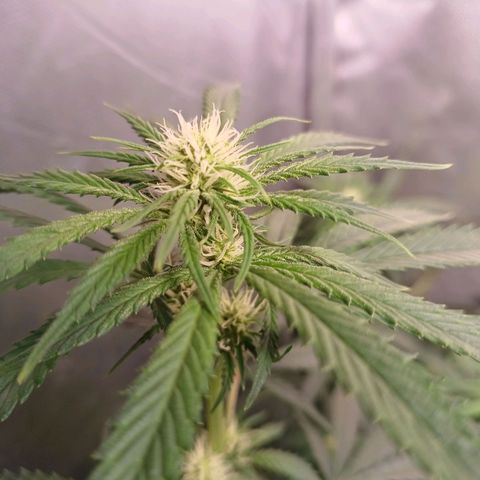 Mazine lemon haze growlog timeline photo