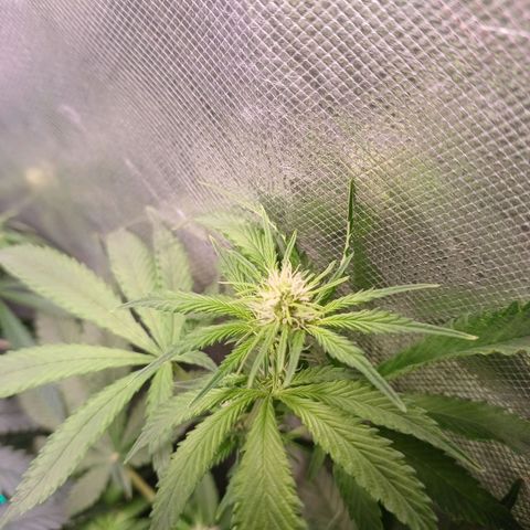 Super Lemon Pan growlog timeline photo