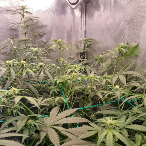 Super Lemon Pan growlog timeline photo