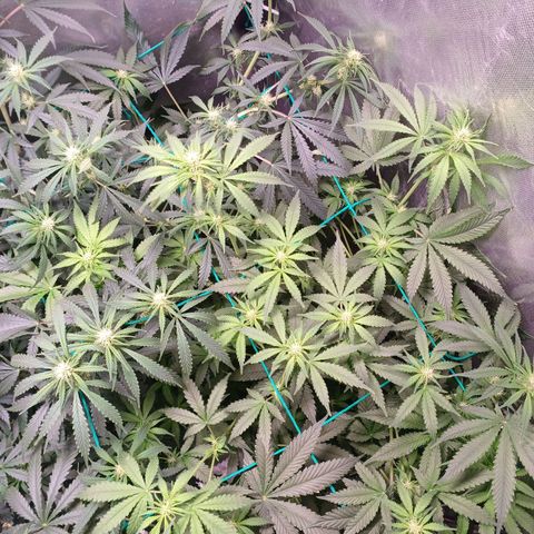 Super Lemon Pan growlog timeline photo