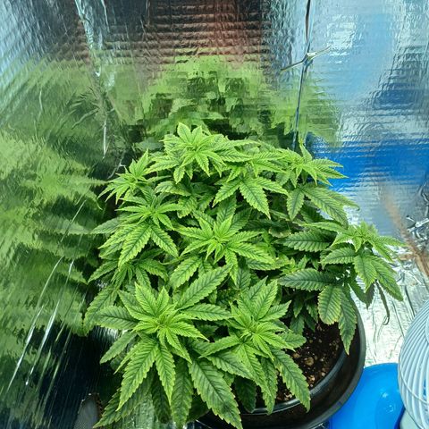 Branquinho 47 growlog photo: Acho que exagerei na fertilização. Hoje fiz rega menor 