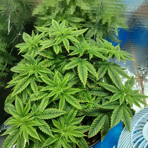 Branquinho 47 growlog photo: Vou precisar fazer flush, ou trocar o tamanho do vaso 