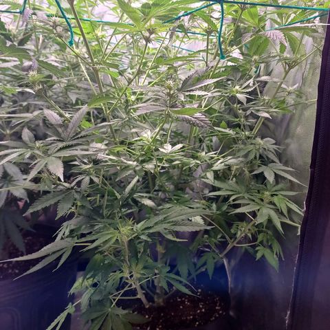 Super Lemon Pan growlog timeline photo