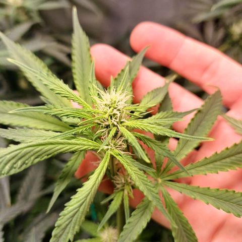 Super Lemon Pan growlog timeline photo