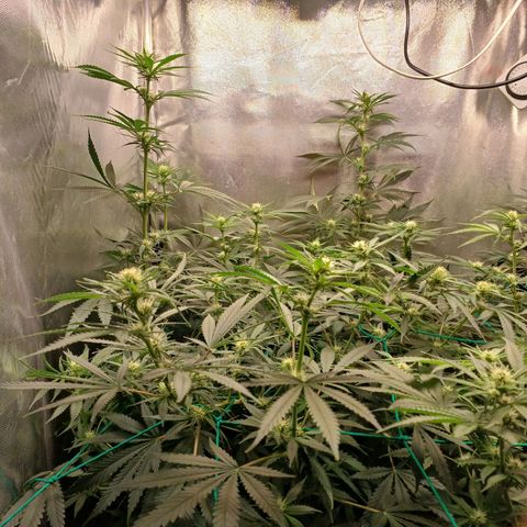 Mazine lemon haze growlog timeline photo