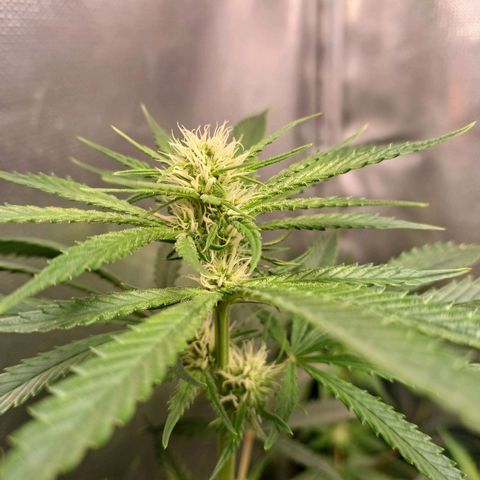 Mazine lemon haze growlog timeline photo