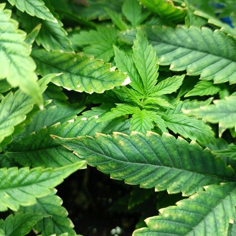 Branquinho 47 growlog photo: Vou precisar fazer flush, ou trocar o tamanho do vaso 