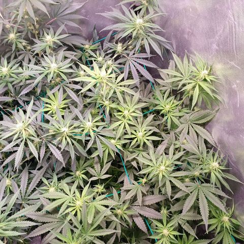 Super Lemon Pan growlog timeline photo