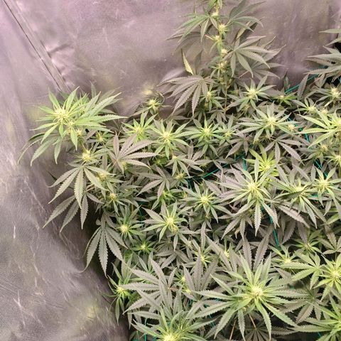 Mazine lemon haze growlog timeline photo