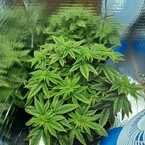 Branquinho 47 growlog photo: Começou a se recuperar do ovefert