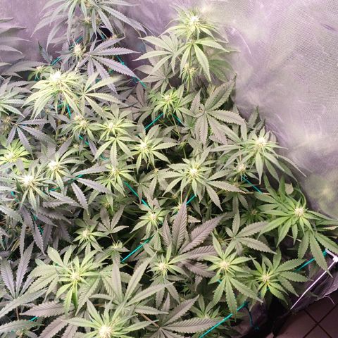 Super Lemon Pan growlog timeline photo