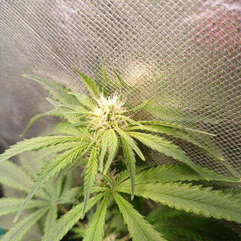 Super Lemon Pan growlog timeline photo