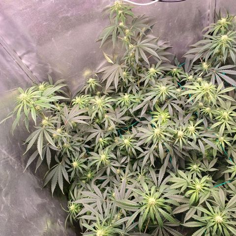 Mazine lemon haze growlog timeline photo