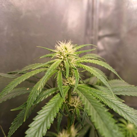 Mazine lemon haze growlog timeline photo
