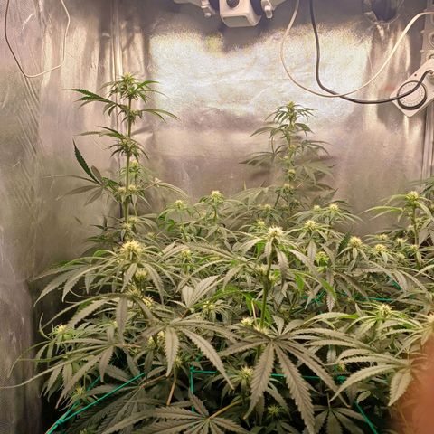 Mazine lemon haze growlog timeline photo