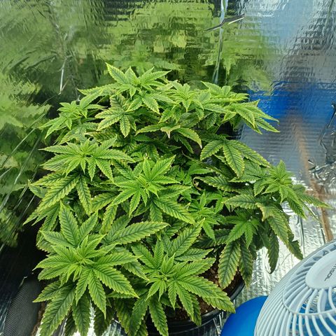 Branquinho 47 growlog timeline photo