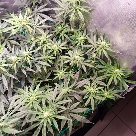 Super Lemon Pan growlog timeline photo