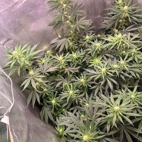Mazine lemon haze growlog timeline photo