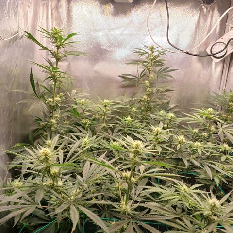 Mazine lemon haze growlog timeline photo