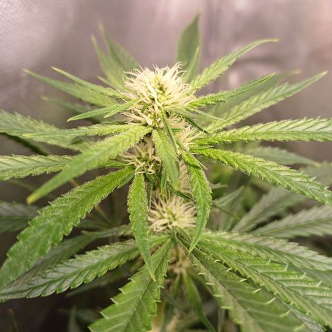 Mazine lemon haze growlog timeline photo