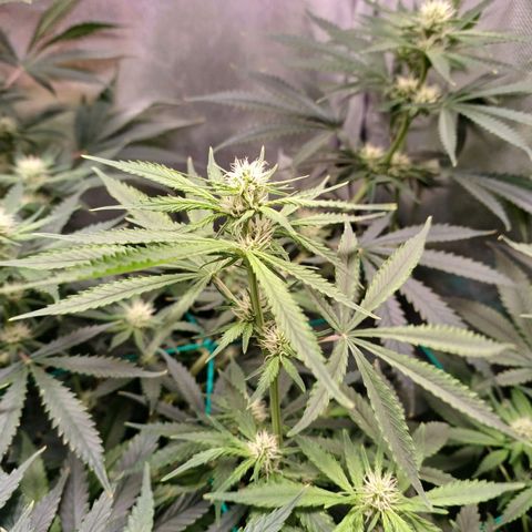 Super Lemon Pan growlog timeline photo