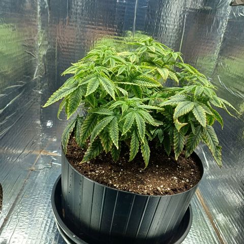 Branquinho 47 growlog timeline photo