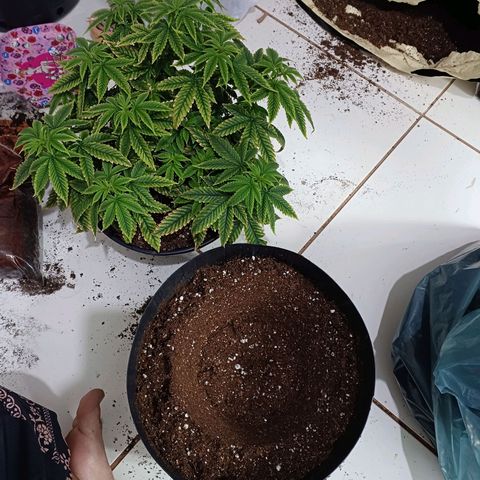 Branquinho 47 growlog photo: Dia de transplante 