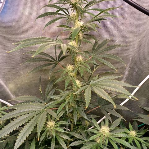 Mazine lemon haze growlog timeline photo