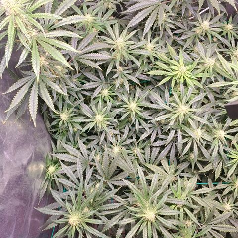 Mazine lemon haze growlog timeline photo