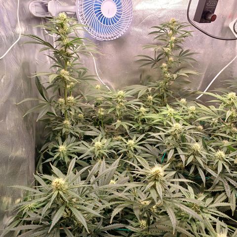Mazine lemon haze growlog timeline photo