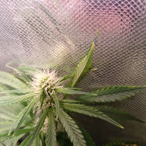 Super Lemon Pan growlog photo: Algumas folhas estão apresentando deficiência, pois estão amareladas no centro, além de cair com facilidade 