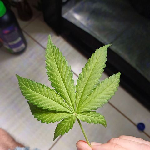 Super Lemon Pan growlog photo: Algumas folhas estão apresentando deficiência, pois estão amareladas no centro, além de cair com facilidade 