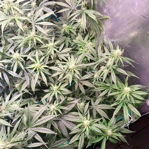 Super Lemon Pan growlog photo: Algumas folhas estão apresentando deficiência, pois estão amareladas no centro, além de cair com facilidade 