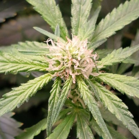 Super Lemon Pan growlog timeline photo